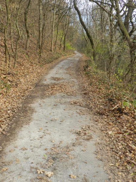 Stará asfaltová lesná cesta